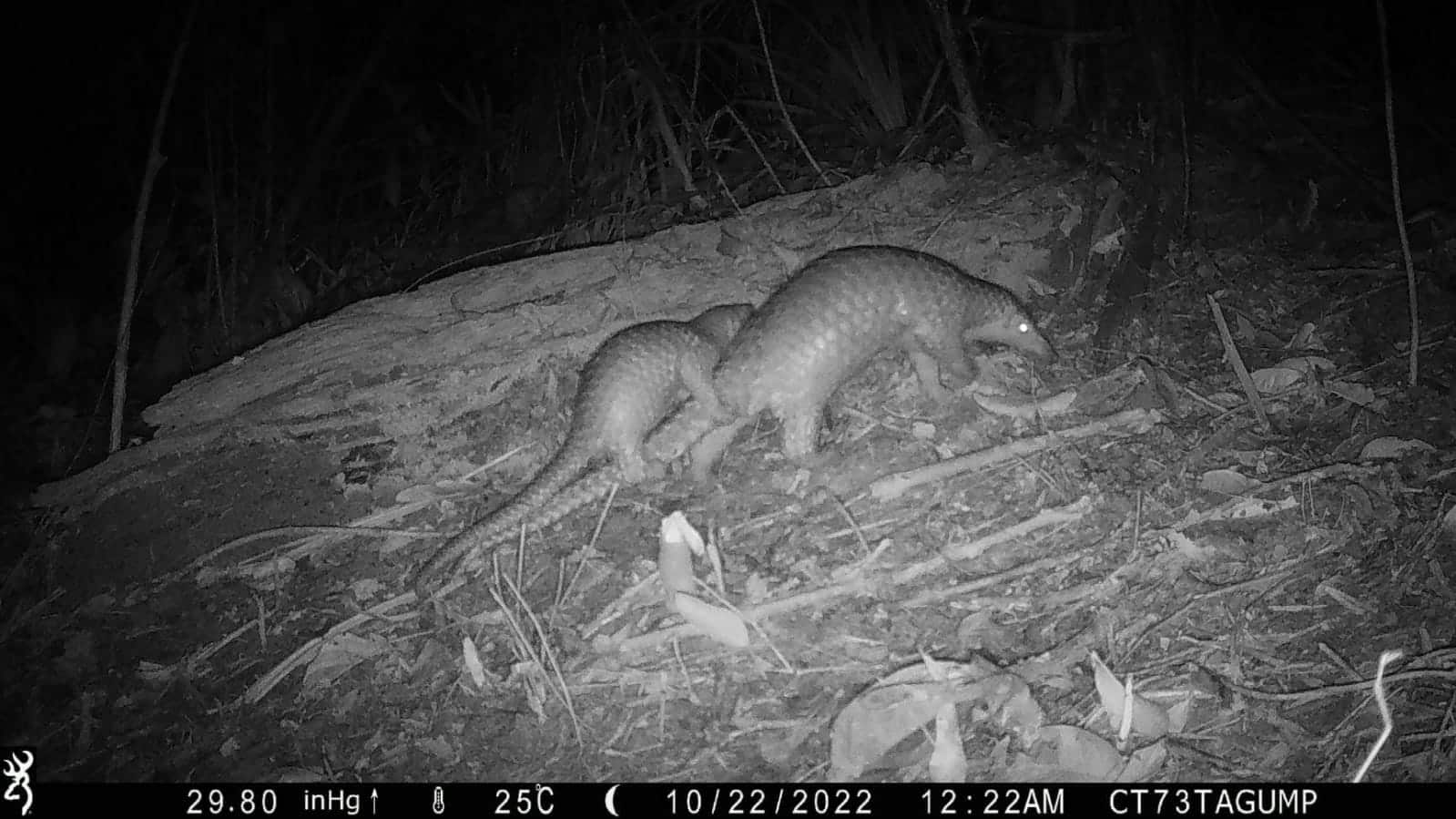 Palawan pangolin and pup