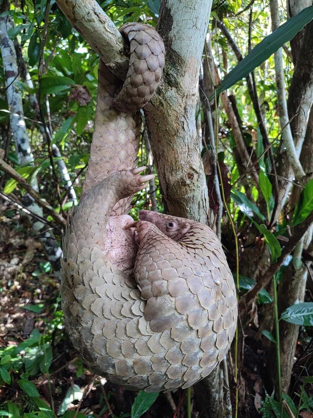 Palawan pangolin