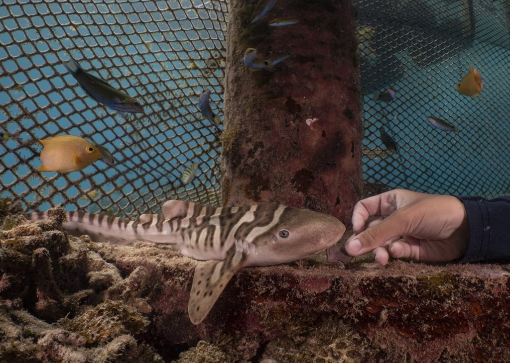 leopard shark misool foundation