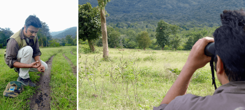 Arjun Srivathsa opserves dholes in the field