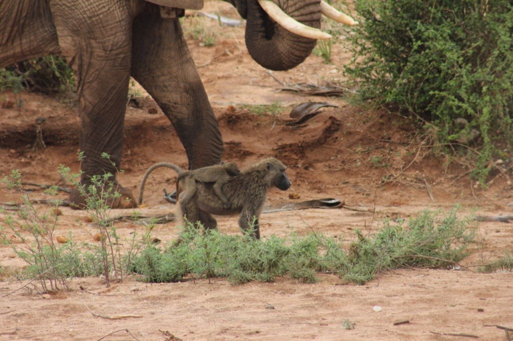 A baby baboon rides on his parent.