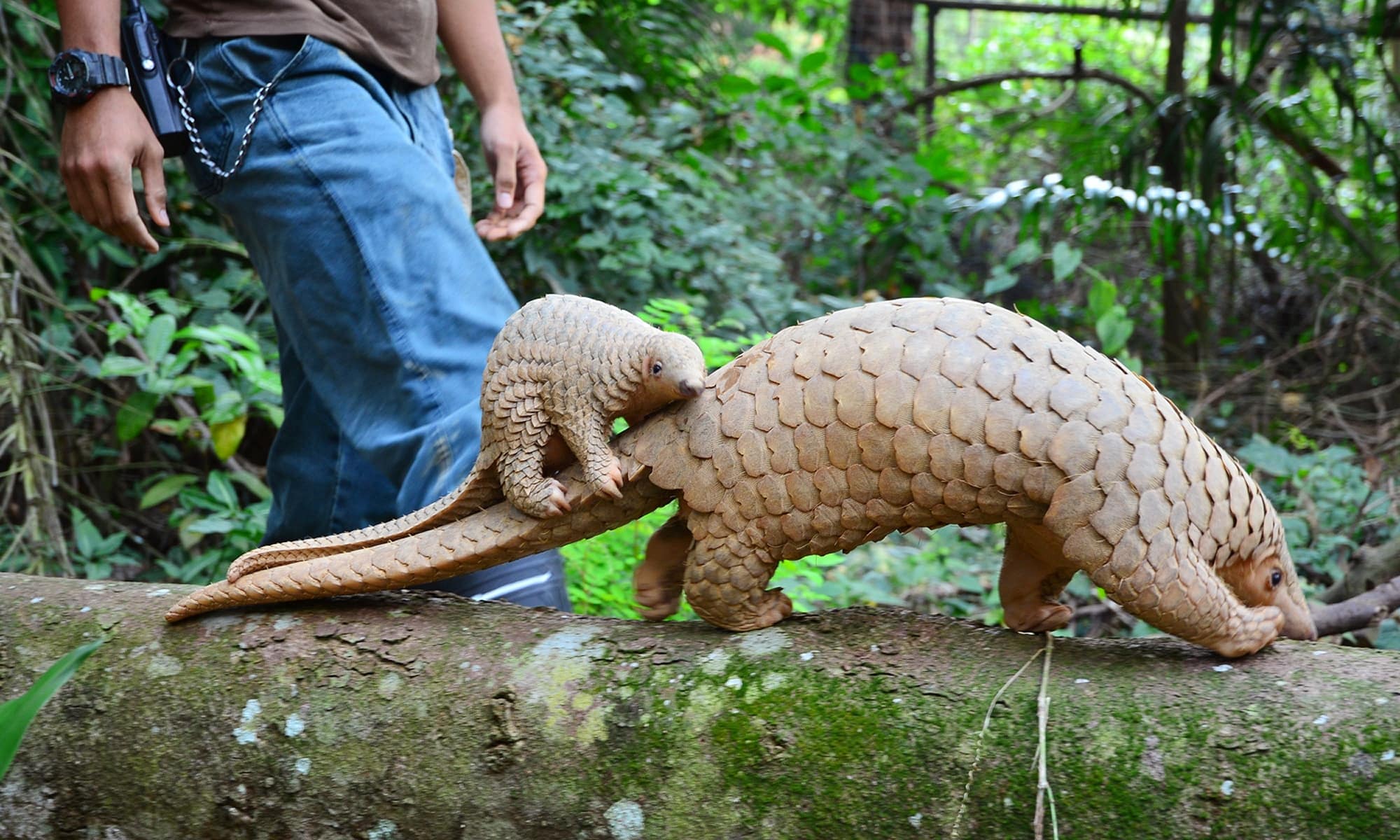 Baby pangolin clinging to mother’s tail