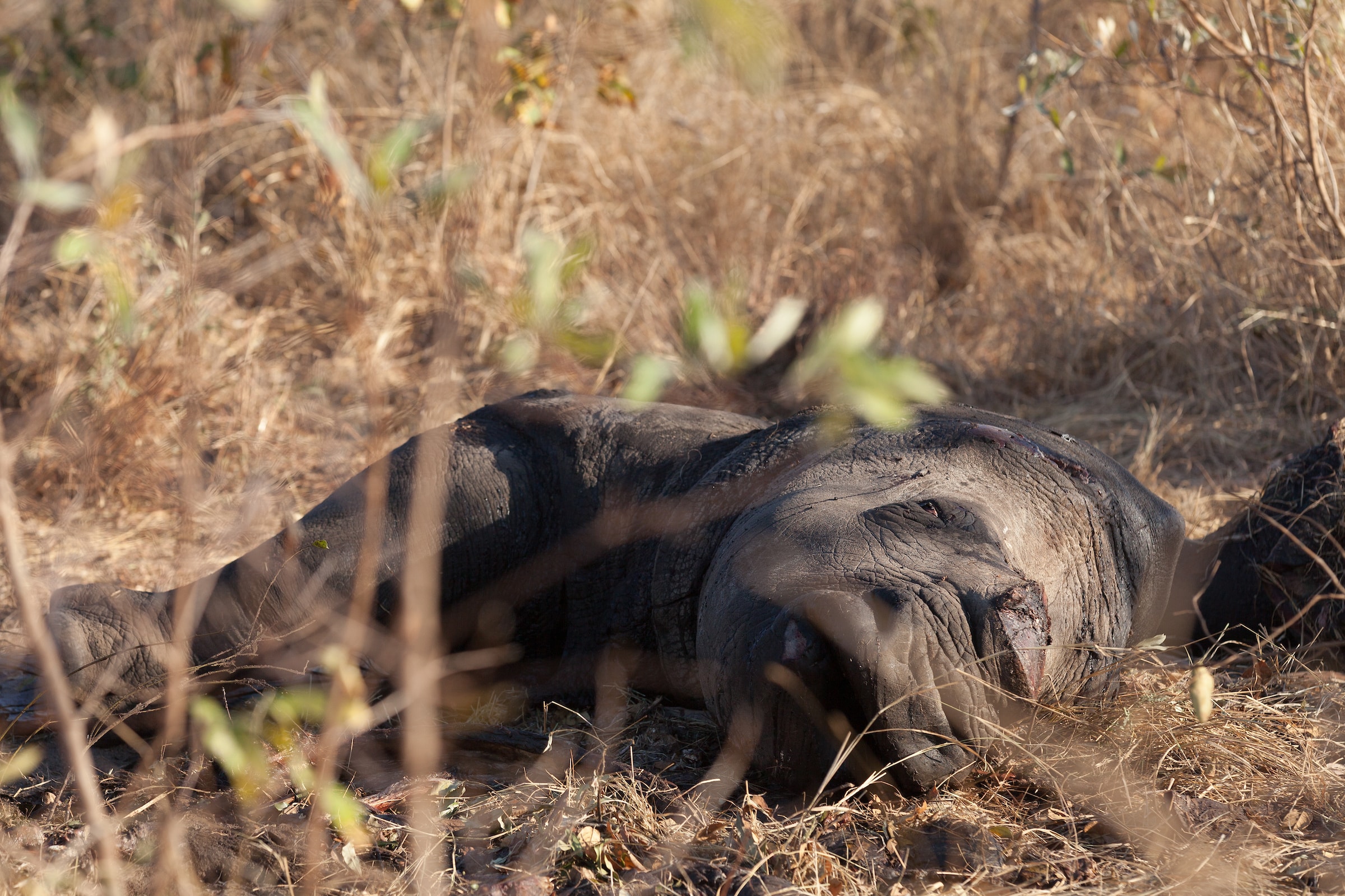 A dead white rhino with its horn removed. Killed by poachers for the illegal rhino horn trade.