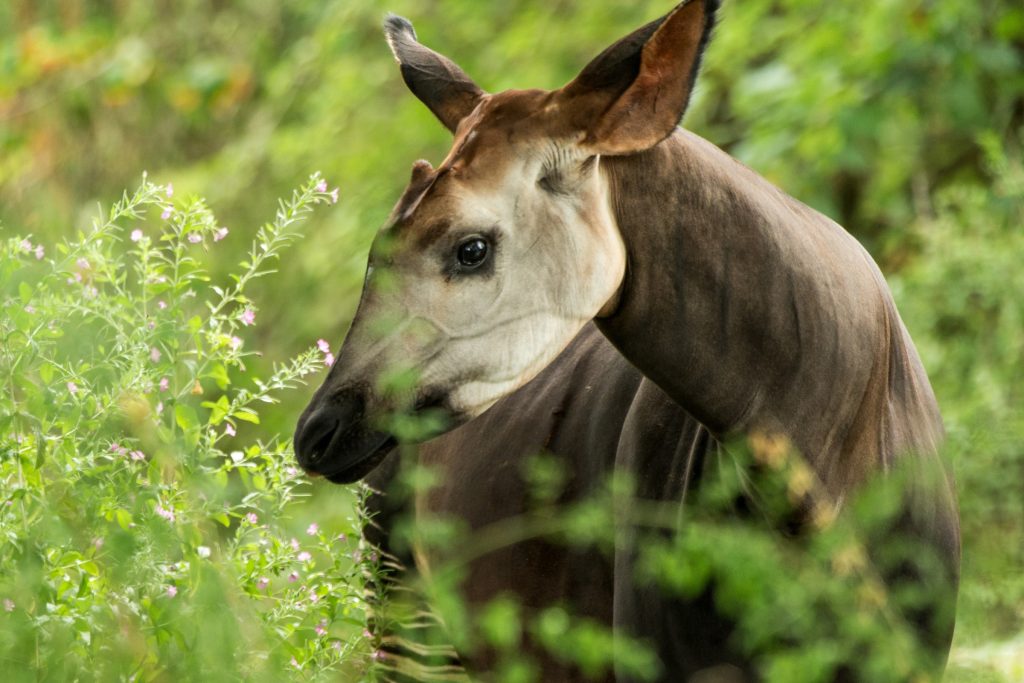 okapi