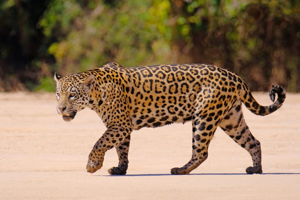 jaguar