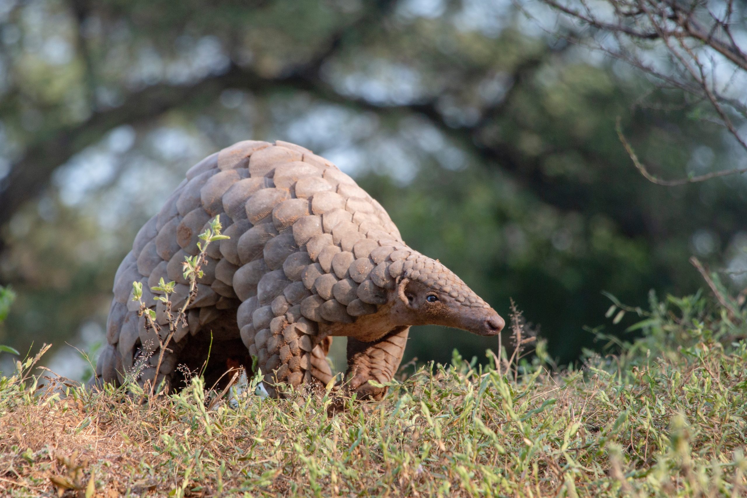 indian pangolin