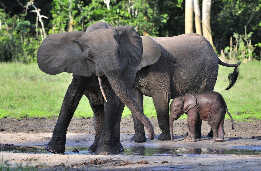 a herd of forest elephants in Central African Republic
