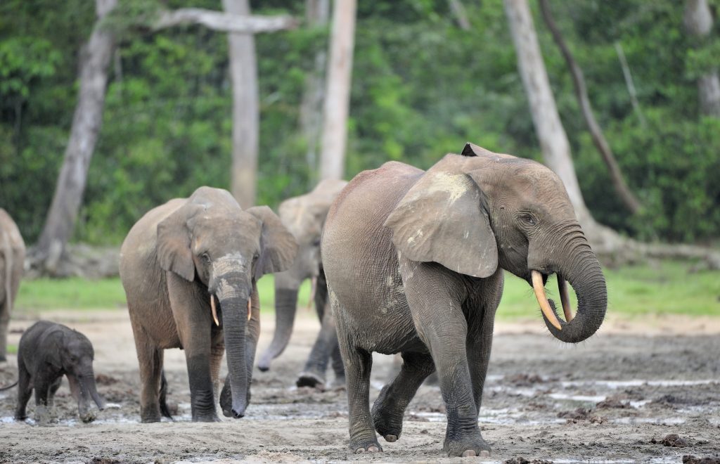 a herd of forest elephants in Central African Republic