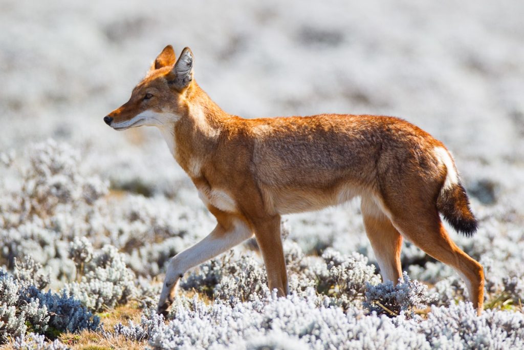 Ethiopian Wolf