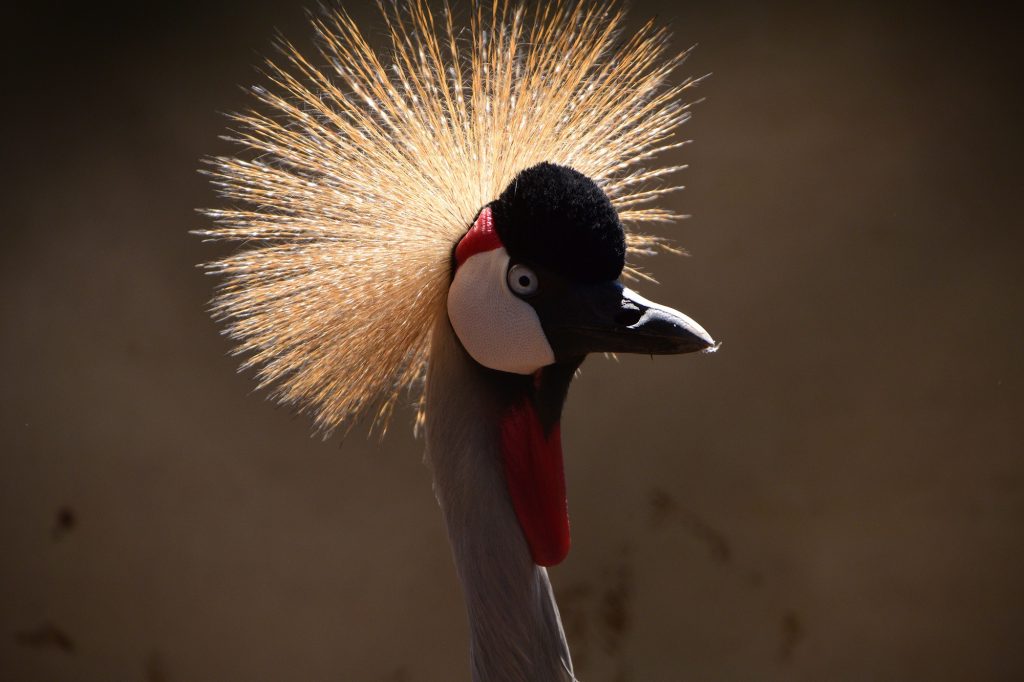Grey Crowned Crane