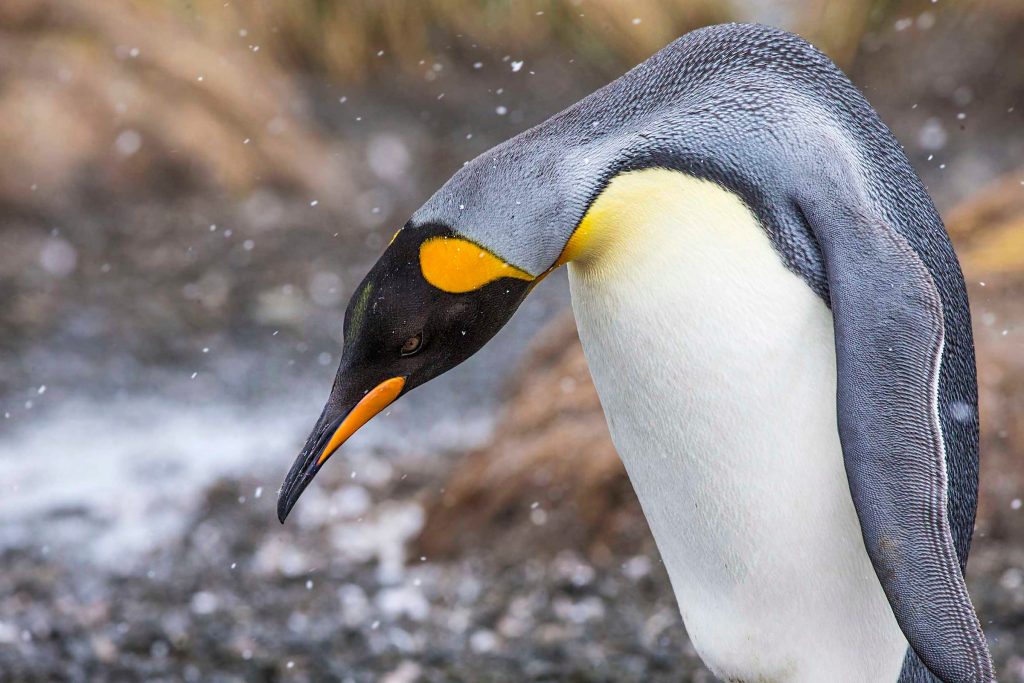 emperor penguin_Steve Mandel