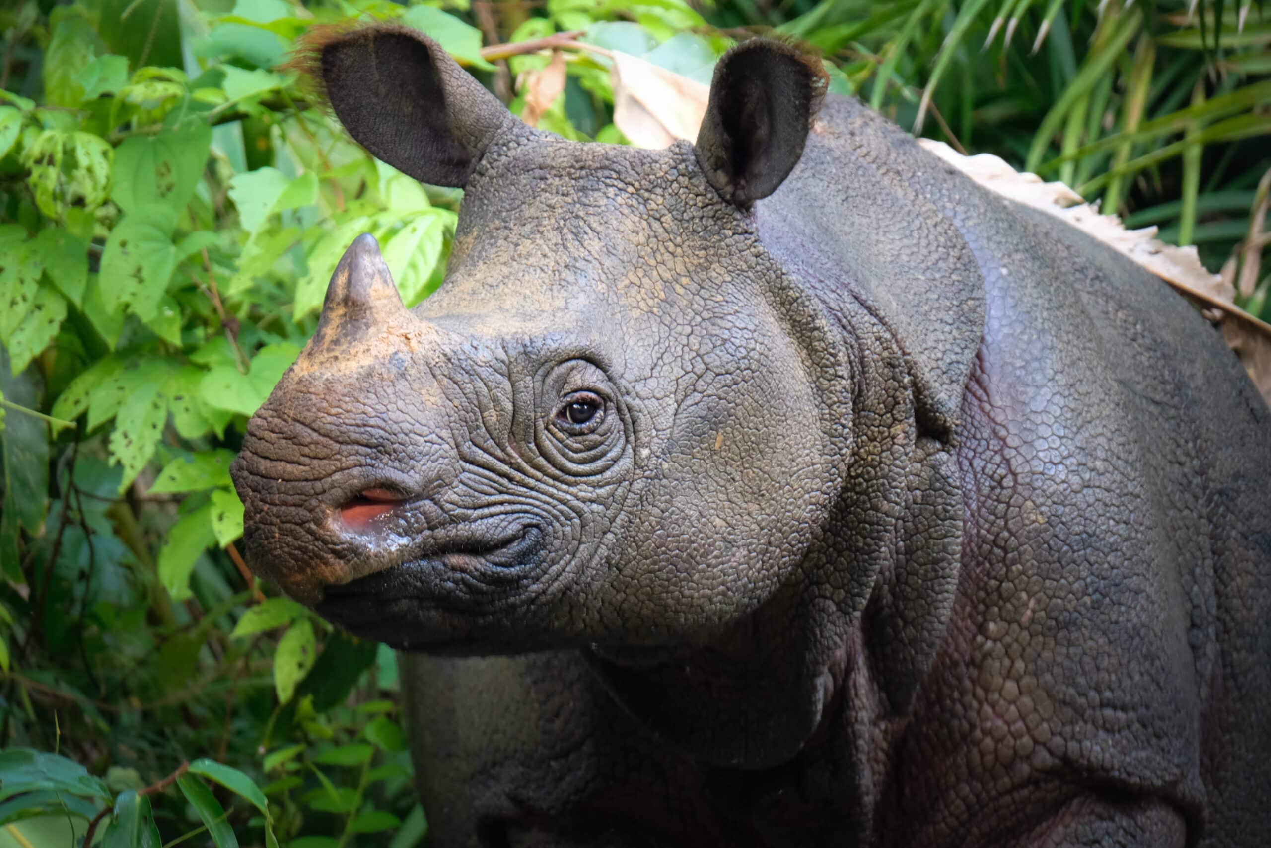 Javan rhino