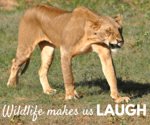 lion making a funny face