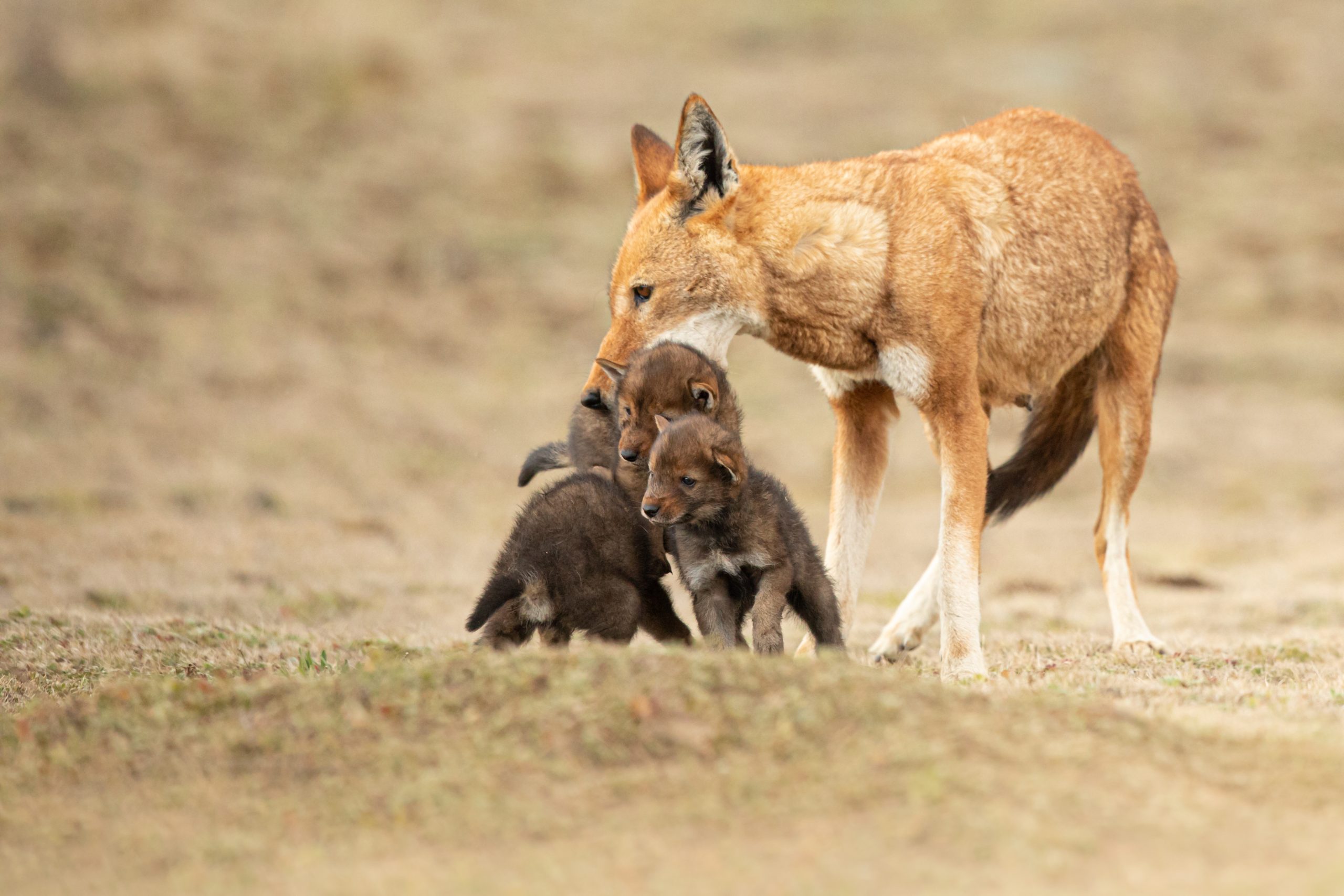 ethiopian wolves