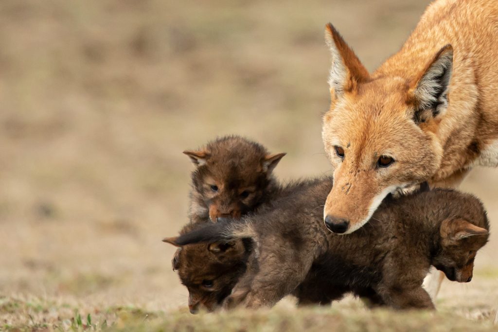 ethiopian wolf