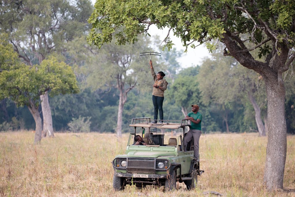 Conservationists study lions in the field.