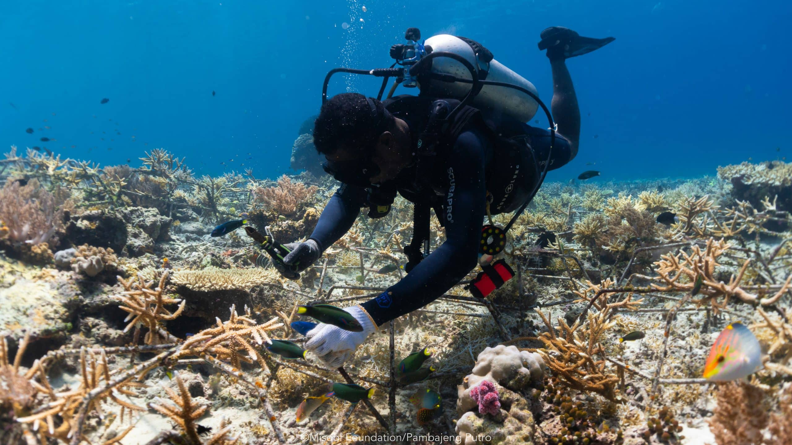 Misool Foundation successfully transplanted nearly 16,000 coral fragments to support reef recovery in Raja Ampat, Indonesia