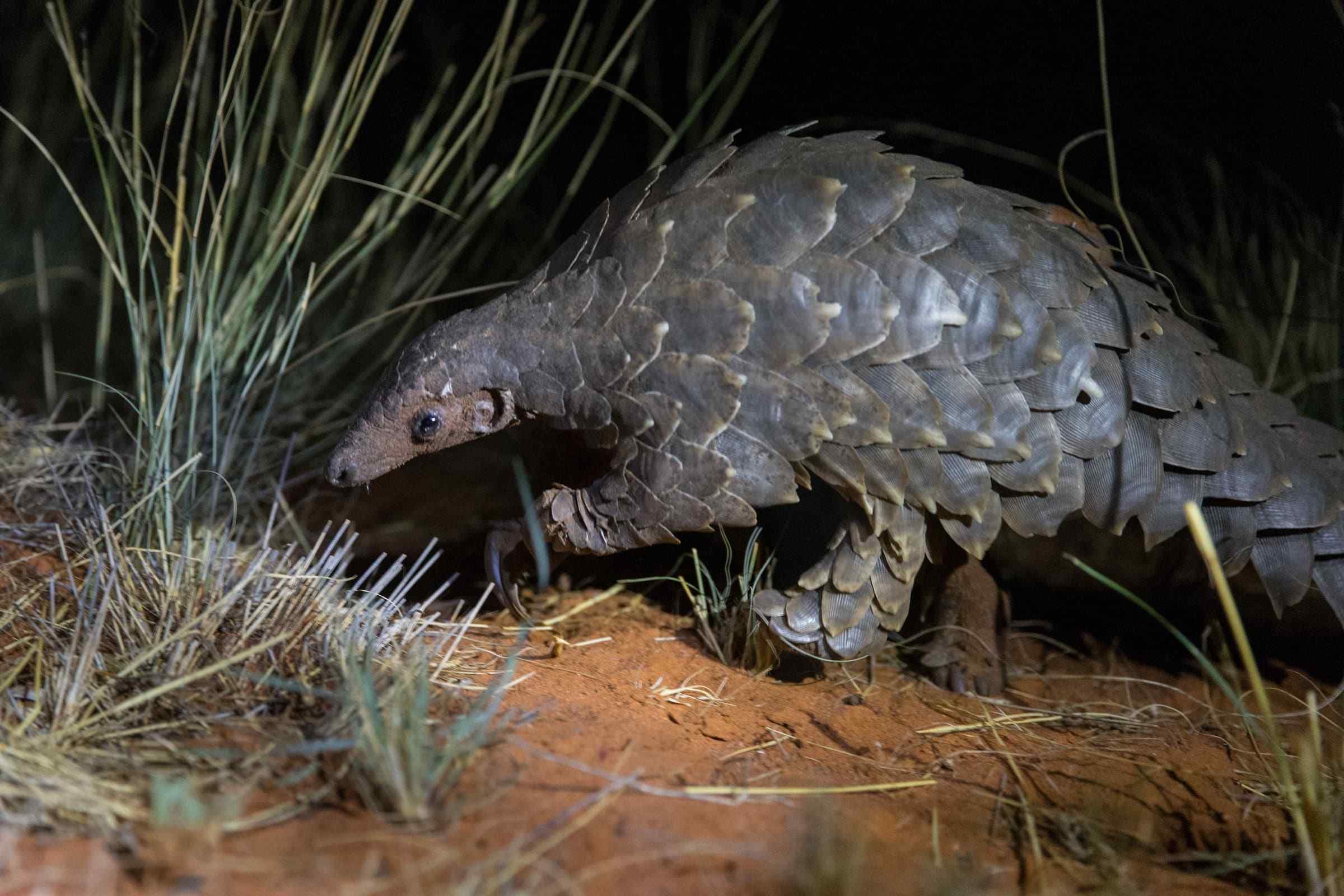 Ground pangolin walking
