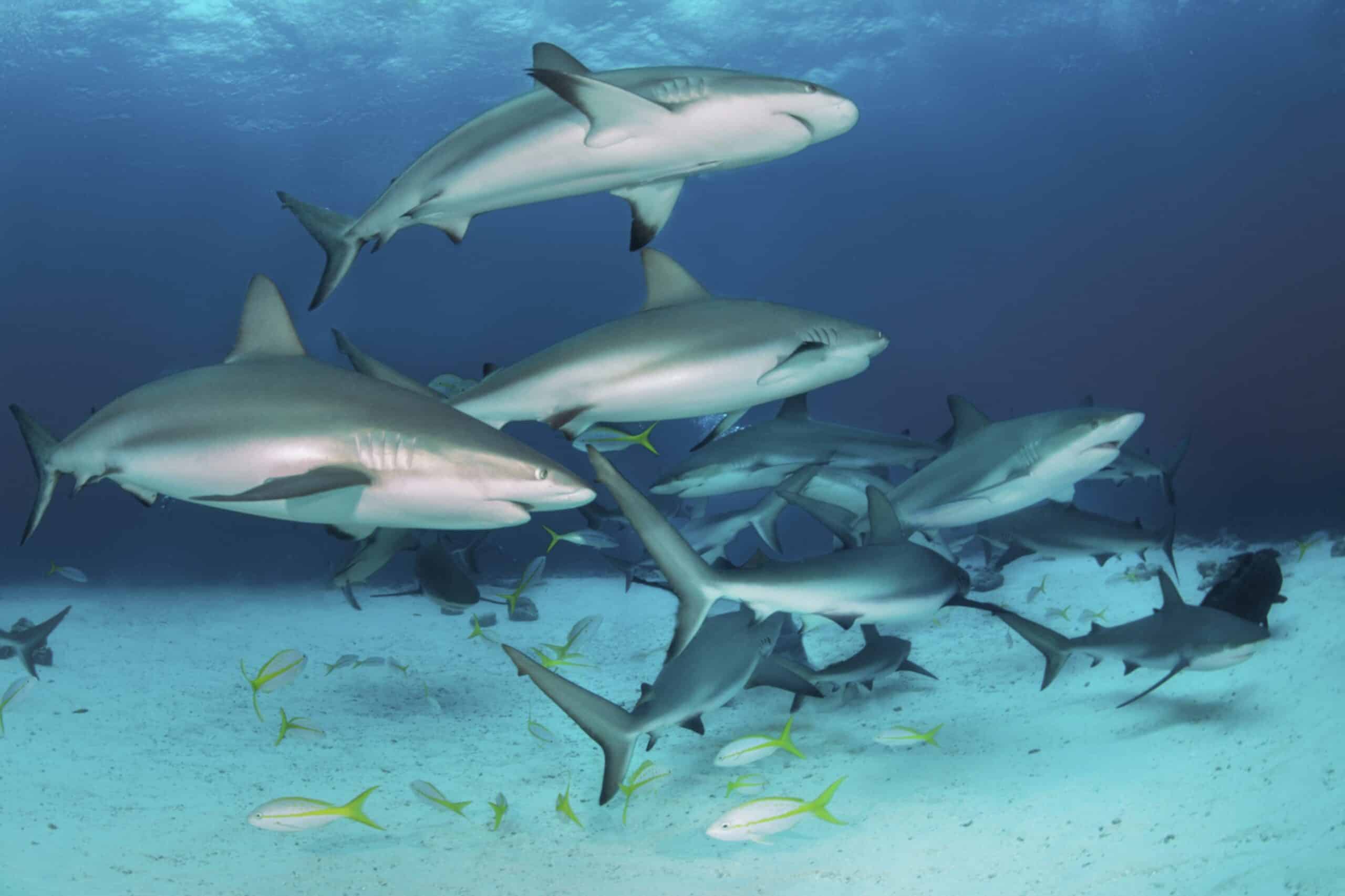 Sharks swim through the water