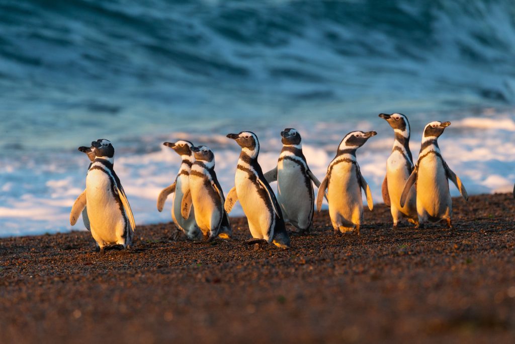 Suzi Eszterhas_Magellanic penguins