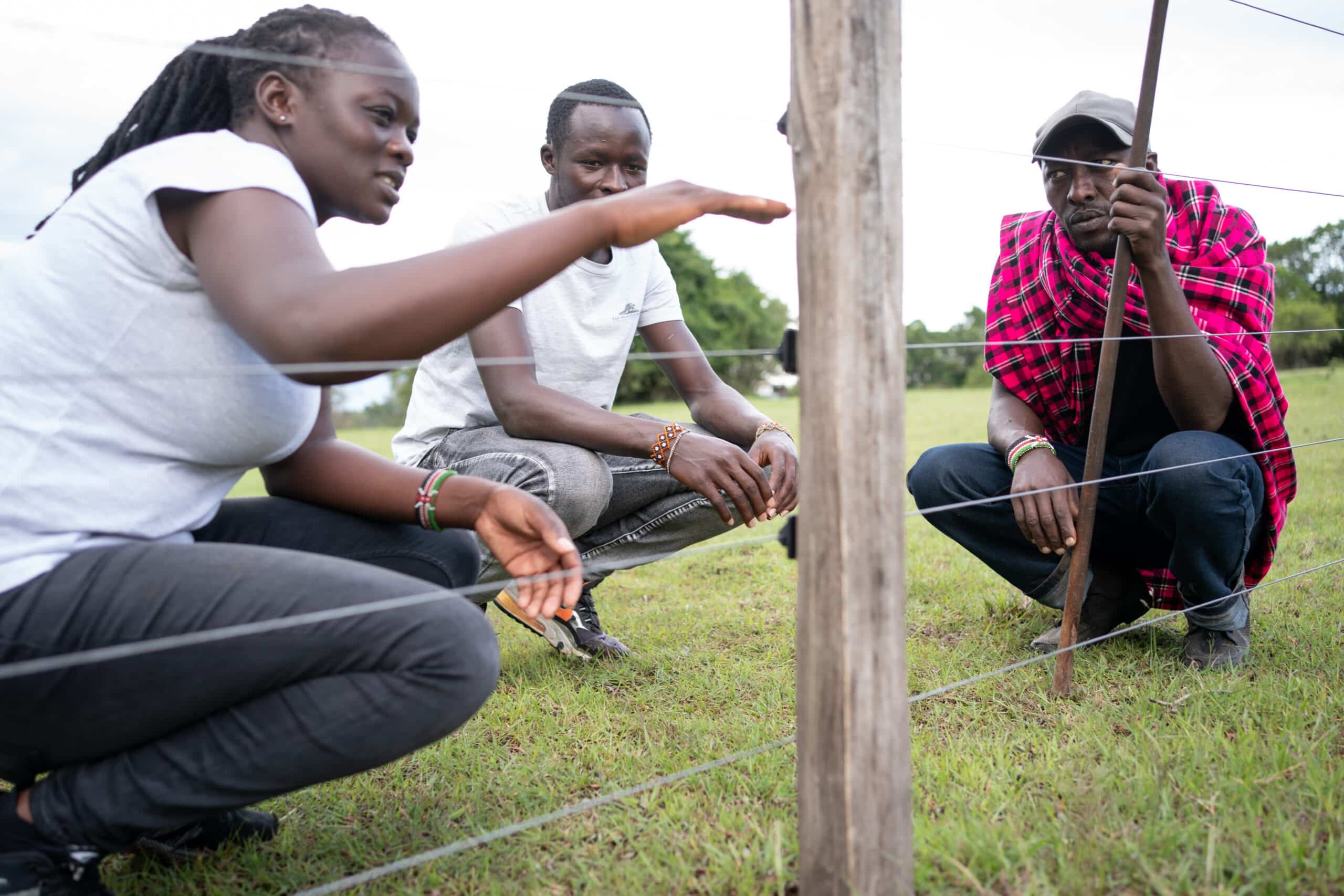 electric fence pangolin