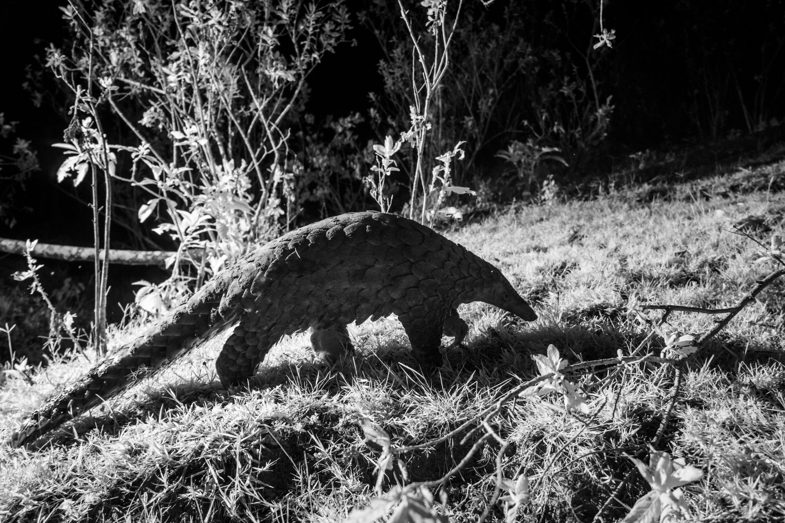 giant pangolin kenya