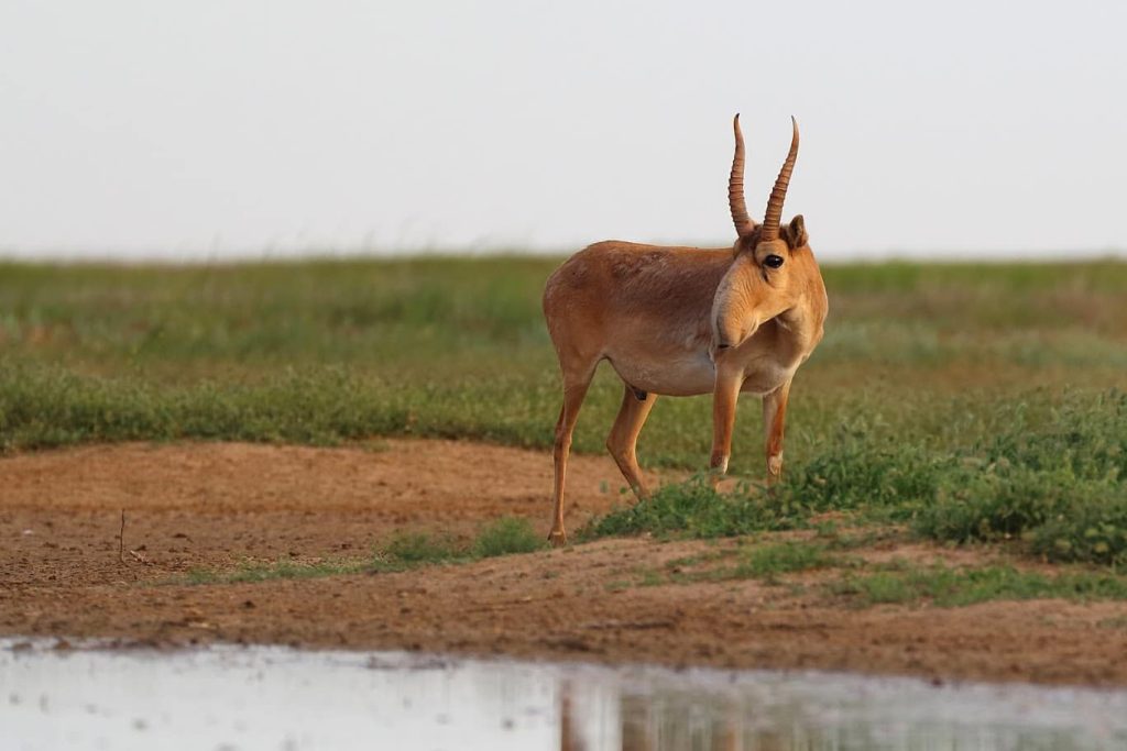 saiga male