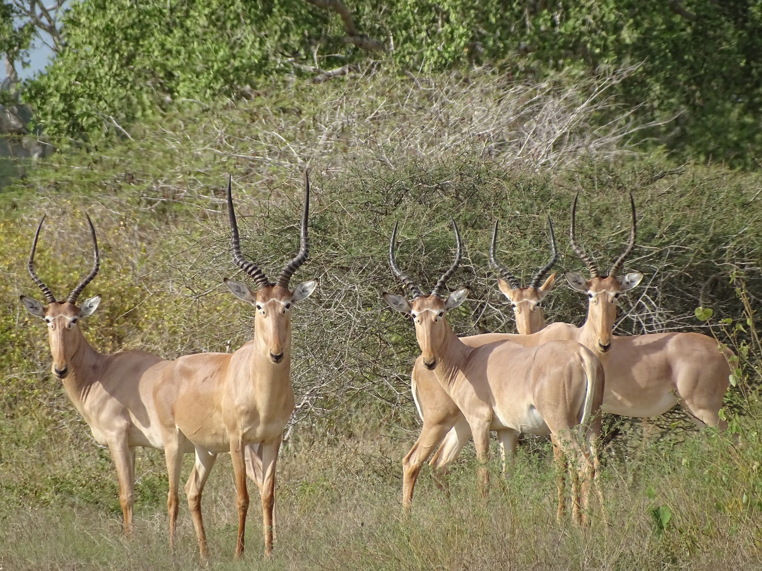 Hirola Conservation Program
