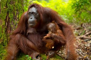 slider-orangutan-images-03